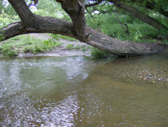 stream and tree