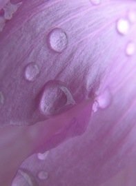 Water on Pink Petal